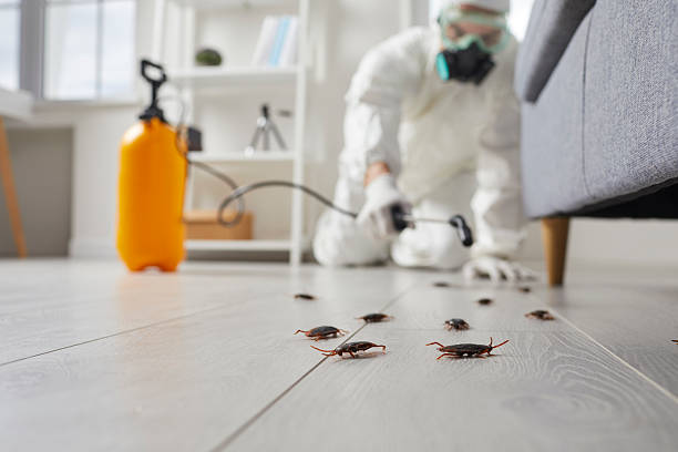 Post-Treatment Bed Bug Interceptor Monitoring in Comanche